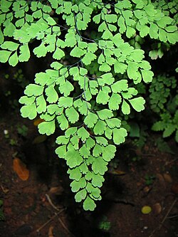 Green fronds of a maidenhair fern, a photoautotroph