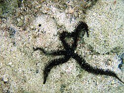 Brittle star in Kona, Hawaii