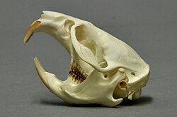 Muskrat skull