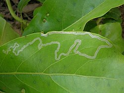 Leaf with minor miner damage