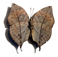Some insects, like Kallima inachus, mimic leaves.