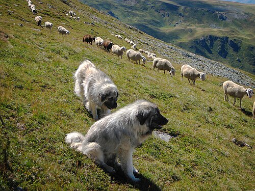 Dogs and sheep were among the first animals to be domesticated.