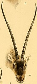 Head details