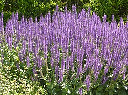 Salvia × sylvestris 'Mainacht'