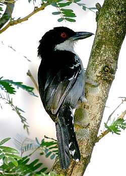 Great antshrike