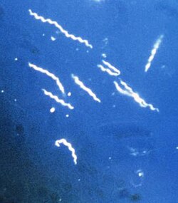Borrelia burgdorferi, the bacterium that causes Lyme disease, is transmitted by Ixodes ticks.
