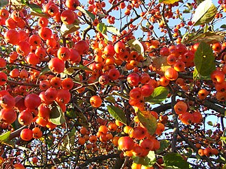 'Evereste' fruits