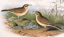 Anthus campestris. John Gould