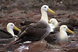 Waved albatrosses on Española