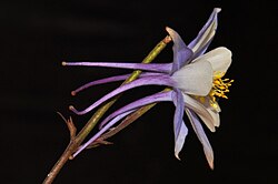 Variety coerulea side view showing spurs, photographed near Rabbit Ears Pass