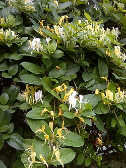 Honeysuckle (Lonicera japonica)