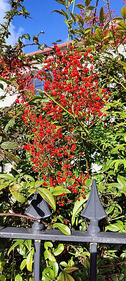 Berries