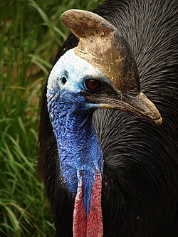 Southern cassowary