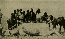 Being skinned for its leather