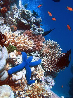 Biodiversity of a coral reef. Corals adapt to and modify their environment by forming calcium carbonate skeletons. This provides growing conditions for future generations and forms a habitat for many other species.[9]