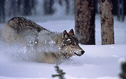 A reintroduced wolf in Yellowstone National Park