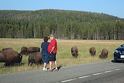 Tourists approach dangerously close to a wild herd of American bison to take a photograph in Yellowstone National Park, Wyoming