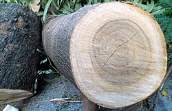 Leucaena leucocephala wood and bark