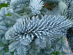 Seedlings of Abies procera sometimes arise that have attractive silvery-blue foliage. The name Abies procera Rehder forma glauca (Ravenscr.) Rehder has been created for these. However, if the plants are selectively propagated for the horticulture trade, a cultivar name is generally used instead.