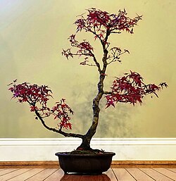Acer palmatum var. 'Kiyohime' as bonsai during fall abscission. This dwarf hybrid cultivar is prized for its small leaves and bright red fall colors.