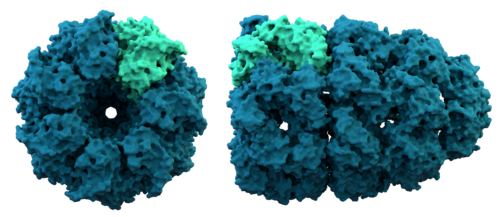 The crystal structure of the chaperonin, a huge protein complex. A single protein subunit is highlighted. Chaperonins assist protein folding.