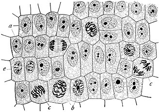 Onion (Allium cepa) root cells in different phases of the cell cycle (drawn by E.B. Wilson, 1900)