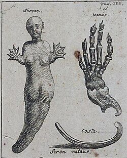 Bartholin's siren (1654). The bones of the "hand" in the drawings on the right correspond to the flipper of a manatee.