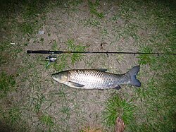 A white amur caught on monofilament fishing line