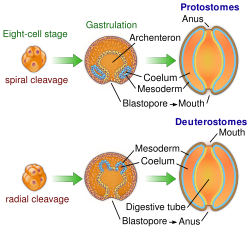 Development of the mouth and anus in protostomes and deuterostomes