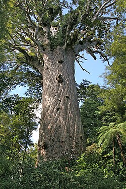 Tāne Mahuta, a giant kauri, was protected as part of the Waipoua Forest Sanctuary.