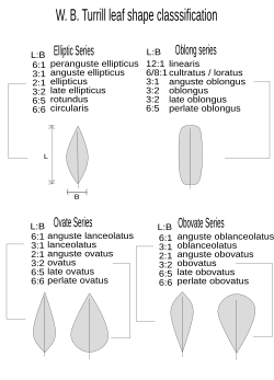 W B Turrill's mathematical classification of leaf shapes