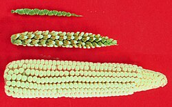 Top: teosinte, bottom: maize, middle: maize-teosinte hybrid