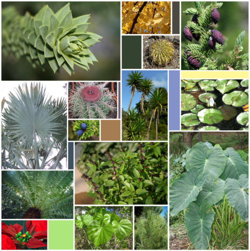 The diversity of leaves, including Bismarckia, Araucaria, Euphorbia, Nymphaea, Colocasia, Hildegardia, Picea, Melocactus, Cycas, Acer, Yucca, Ferocactus, and Ocimum.