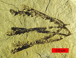 Pendeograptus fruticosus from the Bendigonian Australian Stage (Lower Ordovician; 477–474 mya) near Bendigo, Victoria, Australia. There are two overlapping, three-stiped rhabdosomes.