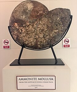 Fossilized ammonite displayed at the National Museum of the Philippines