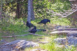 Group of ravens gathered around dead member