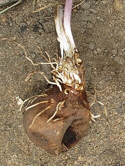Tuber and rhizomes of T. chantrieri