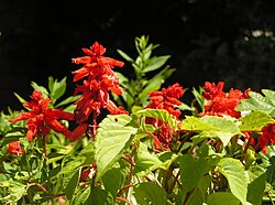Salvia splendens