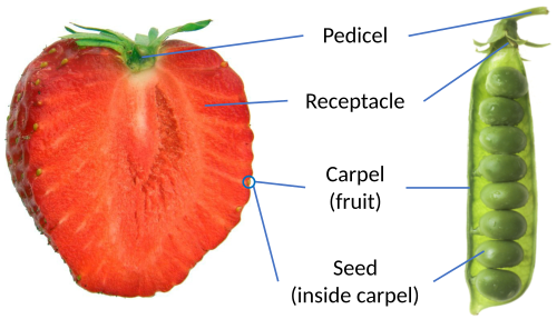 Botanical structure of a strawberry, compared to a peapod. The strawberry is a swollen receptacle, covered with many small achenes, the botanical fruits.[9]