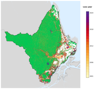 Map of Amapá showing tree-cover loss years, with forest remaining since 2000 in green and loss years shaded yellow through purple.