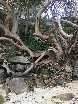 Tree roots at Port Jackson