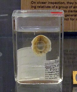 Monoplacophora