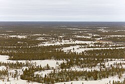 Tukulan sandy area in the taiga of the Central Yakutian Lowland.