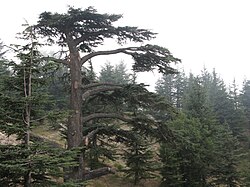 The Lebanon cedar is the national emblem of Lebanon.