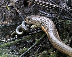 This king cobra is preying on a smaller snake. Such snakes as king cobras use venom to kill prey.