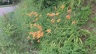 As the nickname "ditch lily" suggests, daylilies are capable of thriving with little or no human maintenance.