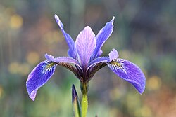 Iris versicolor – floral emblem of Quebec