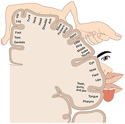 The sensory regions for the feet and genitals lie next to each other, as shown in this cortical homunculus.