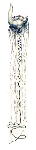 Physalia physalis