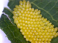 Eggs of black-veined white (Aporia crataegi) on apple leaf